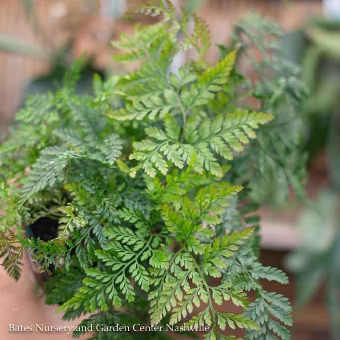 4p! Fern - Rabbit Foot Fern /Tropical