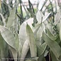 4p! Sansevieria Moonshine /Snake Plant /Mother-in-Law Tongue /Tropical