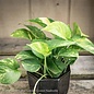 4p! Pothos Golden /Devil's Ivy /Tropical