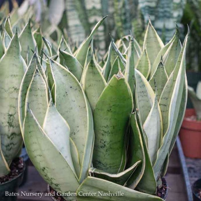 6p! Sansevieria Night Owl / Mother-in-Law Tongue /Snake Plant /Tropical