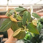 4p! Philodendron Micans /Tropical