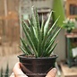 4p! Sansevieria Francissi /Snake Plant /Mother-in-Law Tongue /Tropical