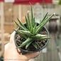 4p! Sansevieria Francissi /Mother-in-Law Tongue /Snake Plant /Tropical