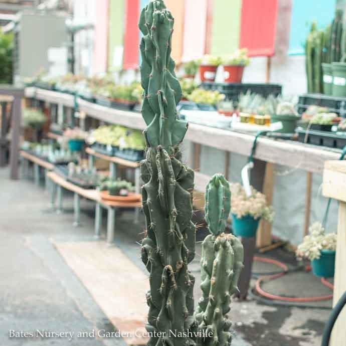 12p! Cactus Cereus Peruvians 3ppp /Tropical