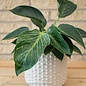 5.5p!/6p! Philodendron Birkin /Tropical