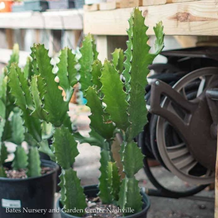 10p! Euphorbia Ingens / Cactus /Tropical