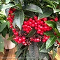 6p! Ardisia / Christmas Berry /Tropical