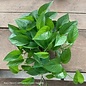 4p! Pothos Jade /Devil's Ivy /Tropical