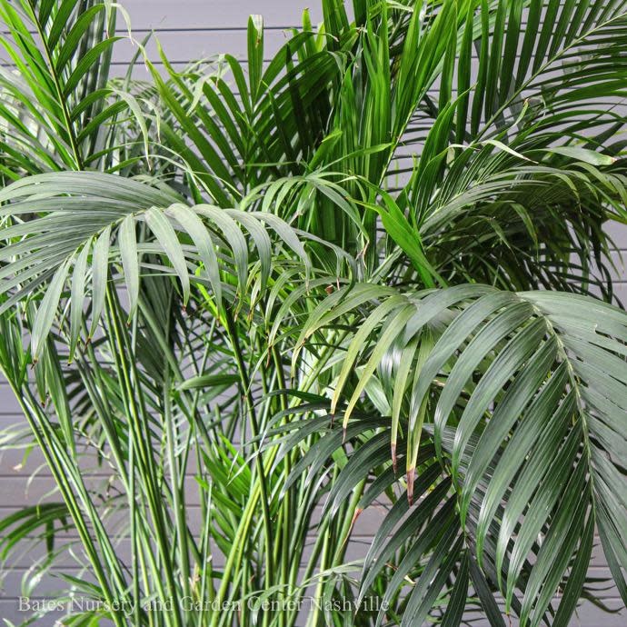 14p! Palm Cham Cataractarum / Cat Palm /Tropical