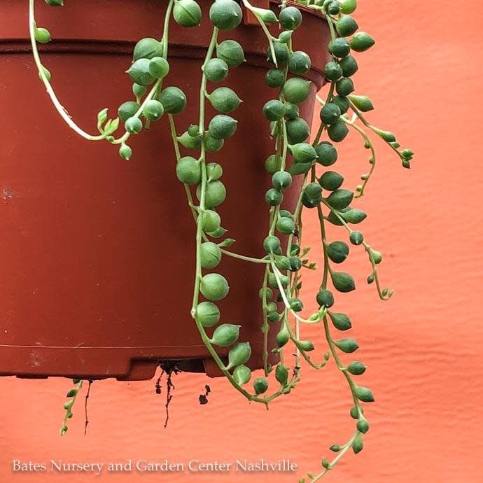 6hb!  String of Pearls Succulent Hanging Basket /Senecio  Row /Tropical