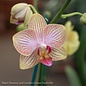 4p! Orchid Phalaenopsis Single Spike  Asst Colors/Tropical Assorted Colors