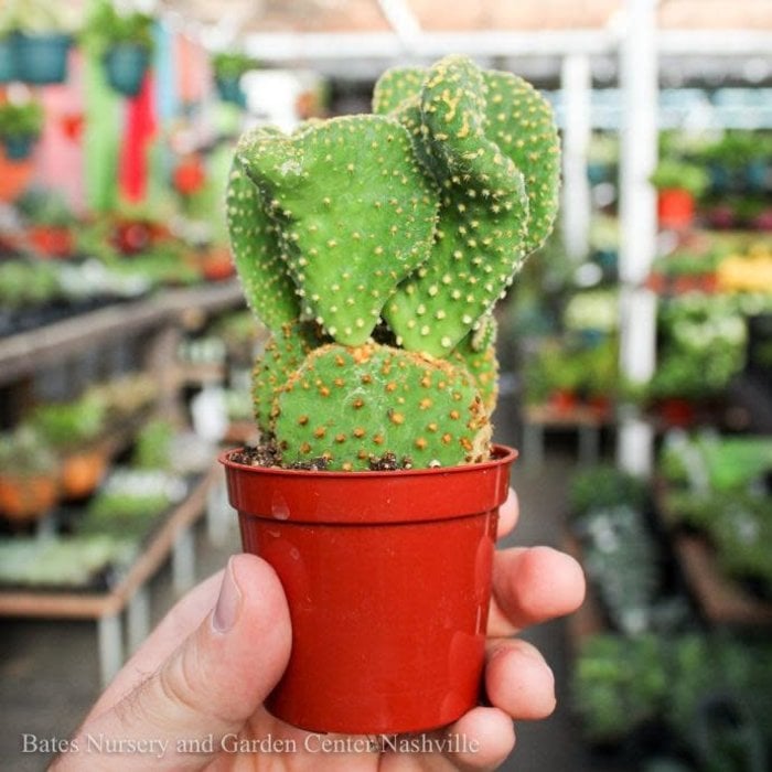 2.5p! Cactus Assorted /Tropical