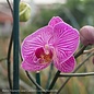 6p! Orchid Phalaenopsis Single Spike Asst /Tropical Assorted Colors