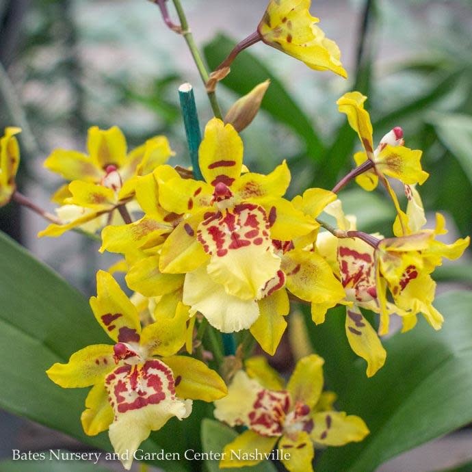 6p! Orchid Oncidium Asst /Tropical
