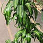 10p! Dracaena Hawaiian Sunshine Cane 3.2.1 /Tropical