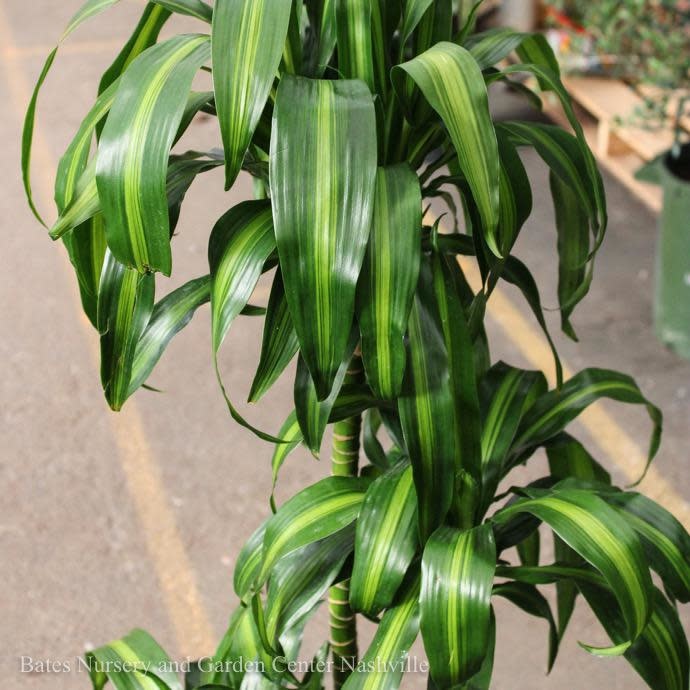 10p! Dracaena Hawaiian Sunshine Cane 3.2.1 /Tropical