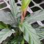 4p! Calathea Rufibarba /Tropical