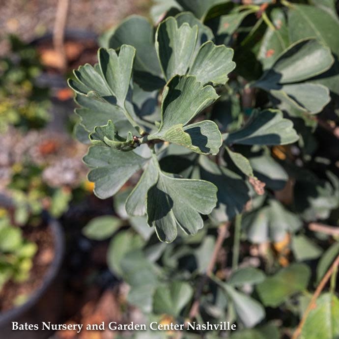 #5 Ginkgo bil Jade Butterfly/ Dwarf Maidenhair Tree (Male)