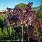 Topiary #5 PT Cotinus coggygria Royal Purple/ Smoketree Patio Tree