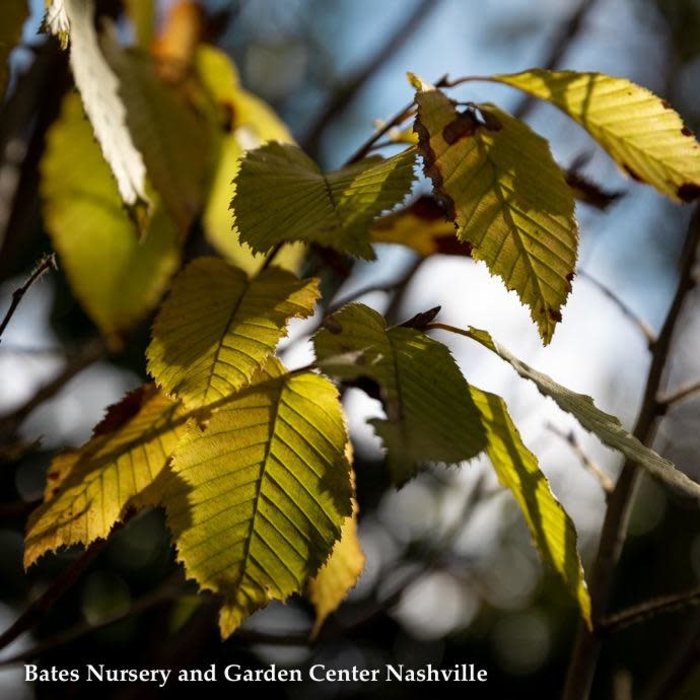 #5 Carpinus betulus Fastigiata/ Pyramidal European Hornbeam