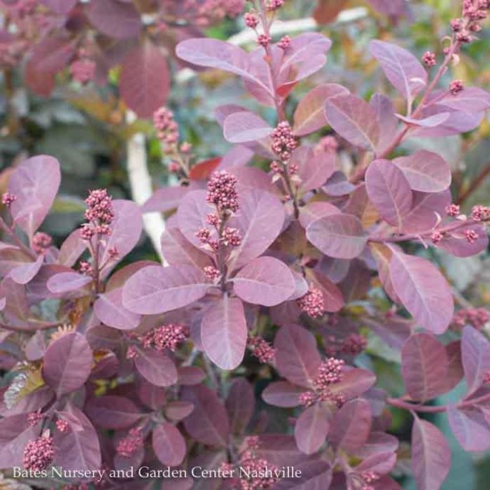 #2 Cotinus coggygria Royal Purple/ Smoketree