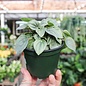 4p! Peperomia Frost /Tropical