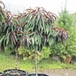 Edible Topiary #5PT Prunus persica Bonfire/ Dwarf Peach Patio Tree