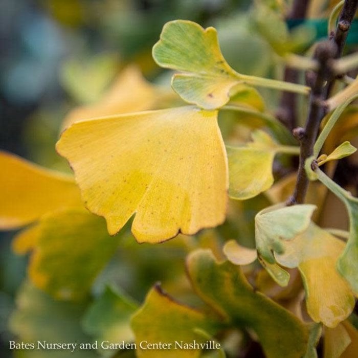 #7 Ginkgo bil Autumn Gold/ Maidenhair Tree (Male)