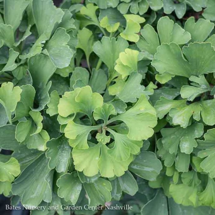 #3 Ginkgo bil Mariken/ Dwarf Maidenhair Tree (Male)