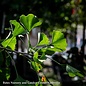#5 Ginkgo bil Autumn Gold/ Maidenhair Tree (Male)
