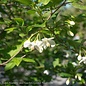 #5 Styrax japonicus/ Japanese Snowbell