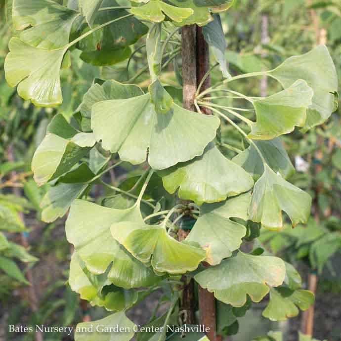 Ginkgo biloba 'Little Leaf' Small Leaf Male Ginkgo Tree