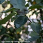 #5 SINGLE Amelanchier x grand Autumn Brilliance/ Serviceberry Native (TN)