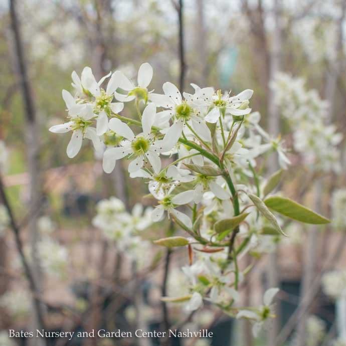 #15 SINGLE Amelanchier x grand Autumn Brilliance/ Apple Serviceberry Native (TN)