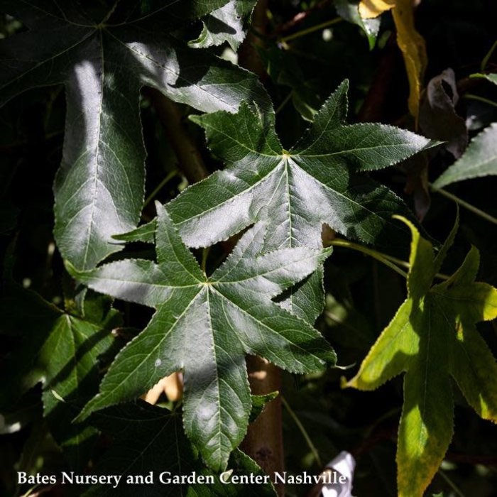 #15 Liquidambar styraciflua Happidaze/ Fruitless Sweetgum Native (TN)