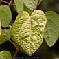 #6 Cercidiphyllum japonica Claim Jumper/ Katsura