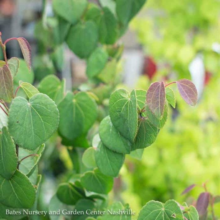 #6 Cercidiphyllum japonica Red Fox/ Katsura