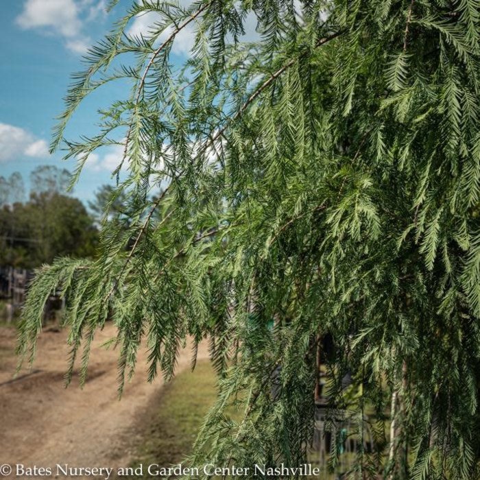 2" caliper Taxodium dist Shawnee Brave/ Bald Cypress