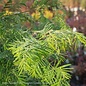 #7 Metasequoia glyptostroboides/Dawn Redwood
