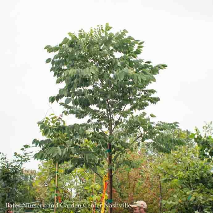 #15 Gymnocladus dio McKBranched 'DECAF'/ Kentucky Coffeetree  Native (TN)