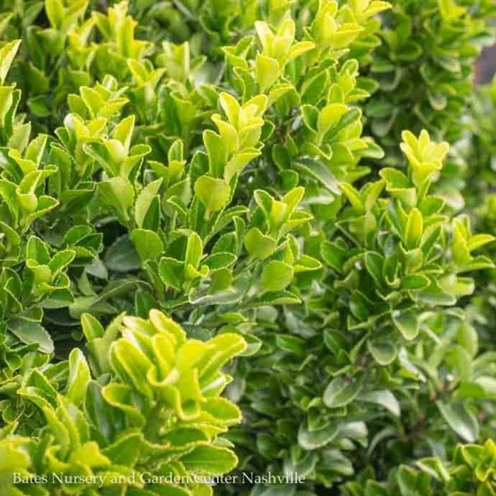 #2 Euonymus japonica Green Spire/ Upright