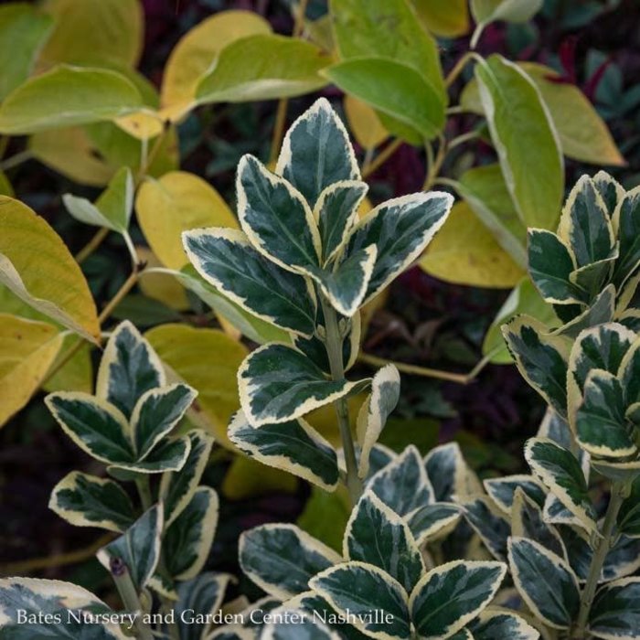 #1 Euonymus japon Silver King/ Variegated