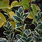 #1 Euonymus japonicus Silver King/Variegated