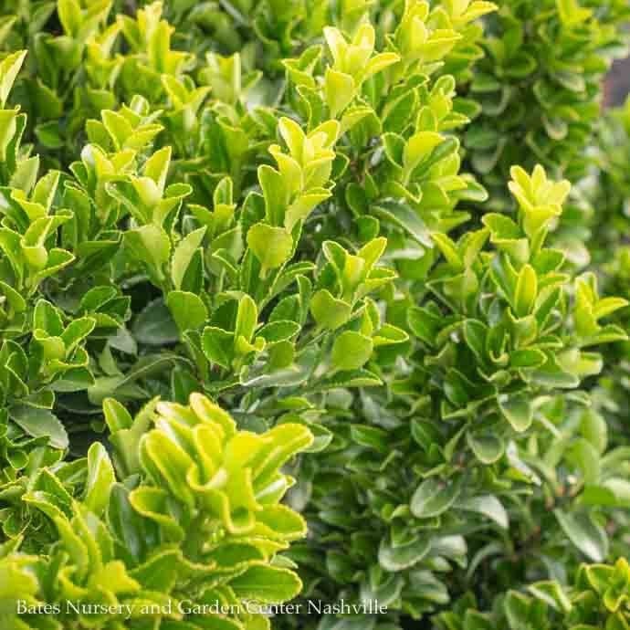 #5 Euonymus japonicus Green Spire/ Upright