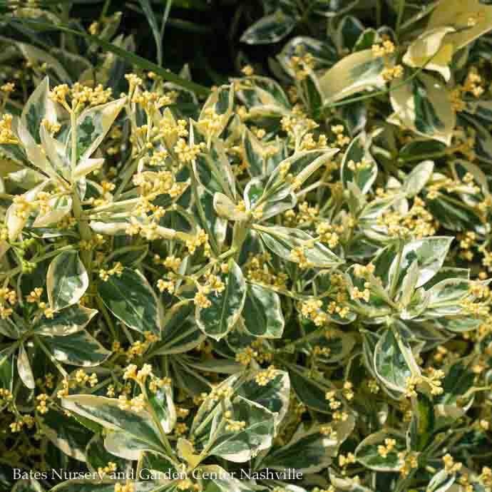 #5 Euonymus japonicus Silver King/Variegated