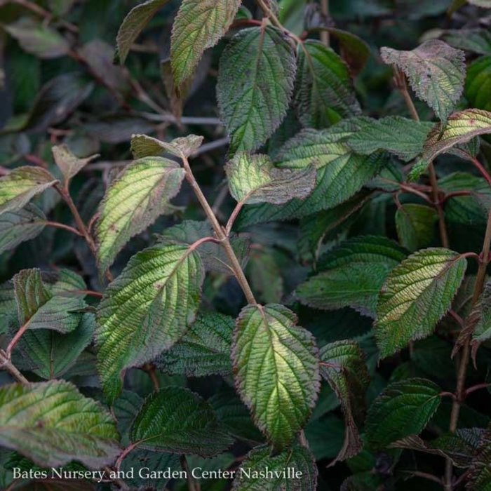 #5 Viburnum plicatum tomentosum Mariesii/ Doublefile