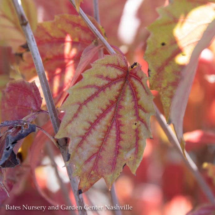 #3 Viburnum dent Blue Muffin/ Arrowwood Native (TN)