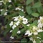 #2 Viburnum plicatum tomentosum Summer Snowflake