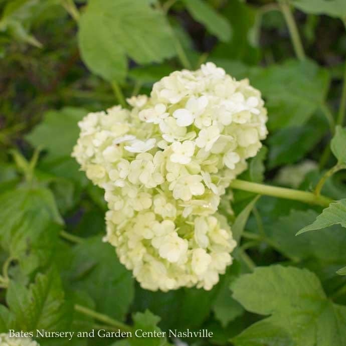 #3 Viburnum opulus Sterile/ Old Fashioned Eastern Snowball