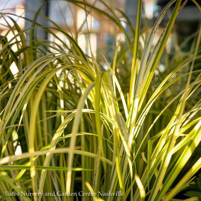 #1 Grass Acorus gram Ogon/ Golden Variegated Sweet Flag